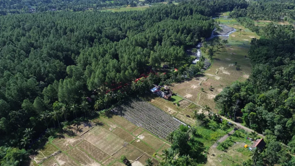 Camping Songgon dengan suasana alam Kalisawah Adventure, alam hutan pinus, sungai badeng dan persawahan